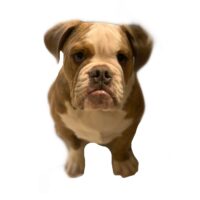 Boss Dog Boss Dog